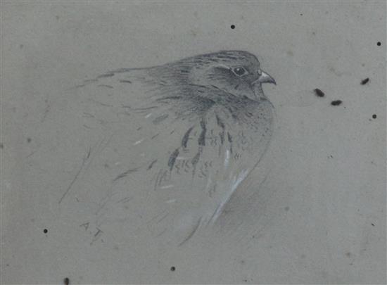 Archibald Thorburn (1860-1935) Grey Partridge 5 x 6.5in.